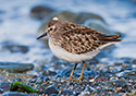 Calidris minutilla